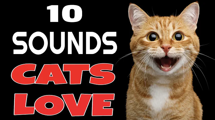 10 Sounds Cats Love To Hear The Most - DayDayNews