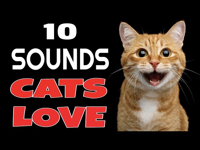 10 Sounds Cats Love To Hear The Most class=