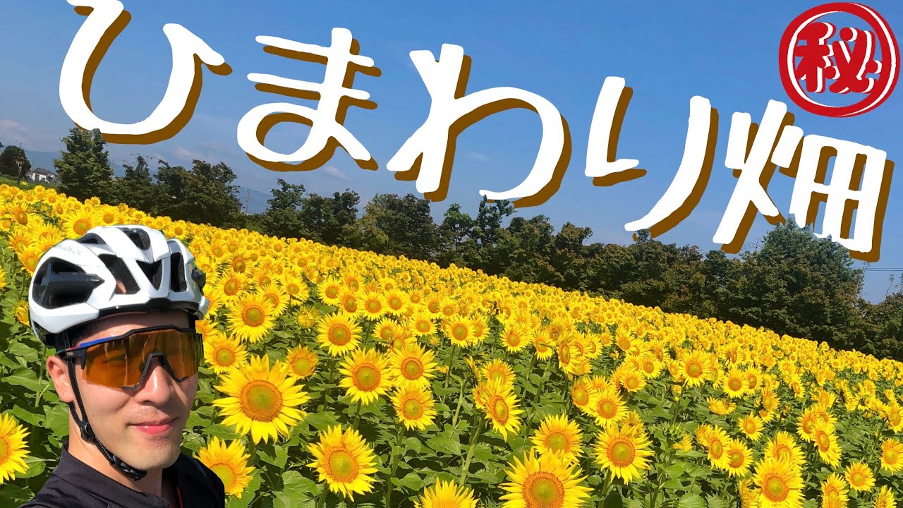 知名度0 秘密のひまわり畑を紹介 Youtube