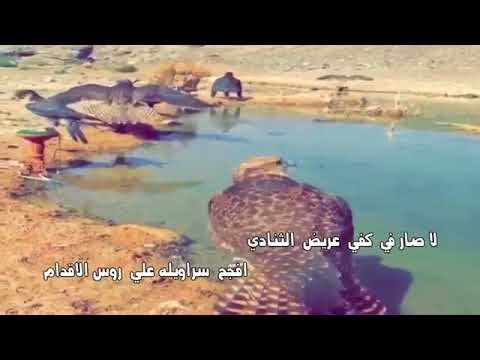 شيلة سهيل هب البراد وتوه سهيل بادي كلمات حمود الرويعي اداء يوسف العنزي