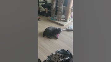 Miss Kissy loving her catnip toy ❤️❤️❤️