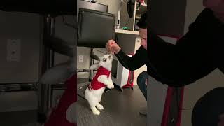 Bunny Tricks