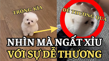 CƯNG XỈU VỚI SỰ DỄ THƯƠNG CỦA CỤC BÔNG NHỎ LÀM AI CŨNG THÍCH THÚ