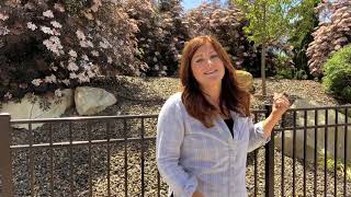 Black Lace Elderberry in Full Glory! 🌿