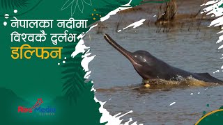 Freshwater Dolphin in Nepal's Karnali Koshi & Narayani River