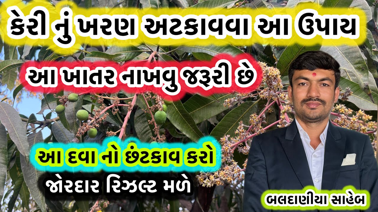 કેરી નું ખરણ કયું ખાતર આપવું અને પિયત ક્યારે આપવું, કાળજી કેવી રાખવી તેની માહિતી @GJ4FARMING