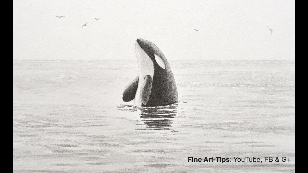 How to Draw a Killer Whale - Orca - YouTube