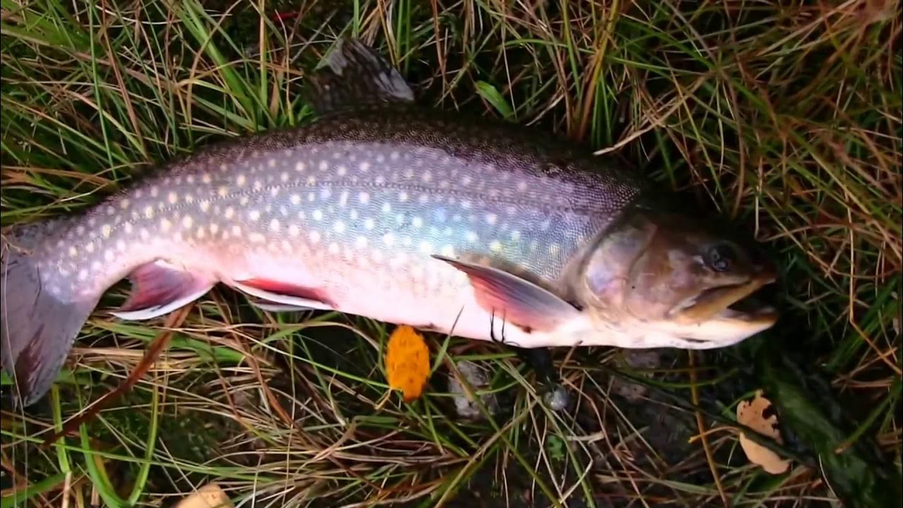 1 Backpacking, Trout Fishing, Camping & Cooking / Ultralight Gear