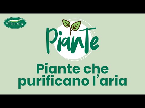 LE PIANTE CHE PURIFICANO L'ARIA