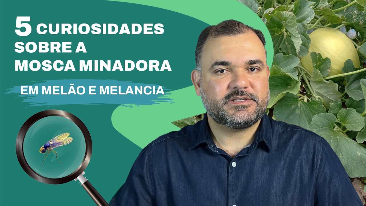 5 CURIOSIDADES SOBRE A MOSCA MINADORA (Liriomyza spp) EM MELÃO E MELANCIA