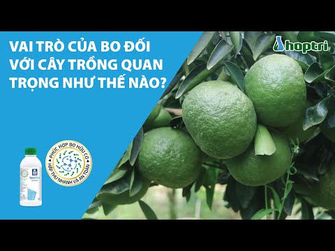 Video: Cho vay cây trồng là gì?