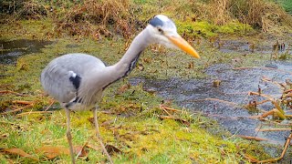 Here Comes the Heron