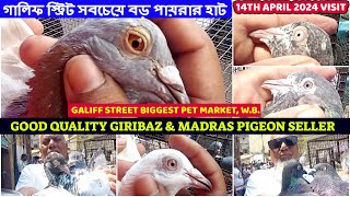 Good Quality Giribaz & Madras Pigeon Seller | সবচেয়ে বড় পায়রার হাট |Galiff Street Market | 14/04/24 by AMAR 2020 1,940 views 10 days ago 11 minutes, 36 seconds