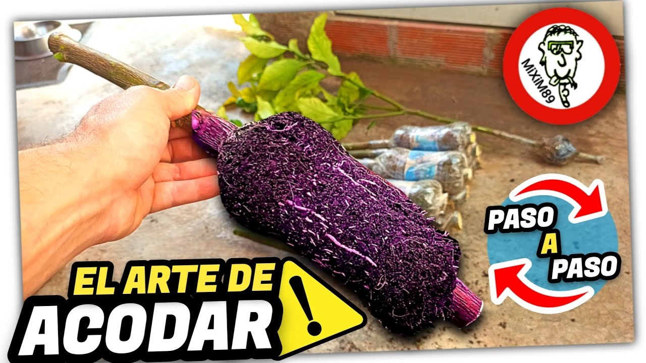 ACODO AÉREO en NARANJO o LIMONERO (Paso a Paso) No Esperes Años para Producir Frutos by mixim89