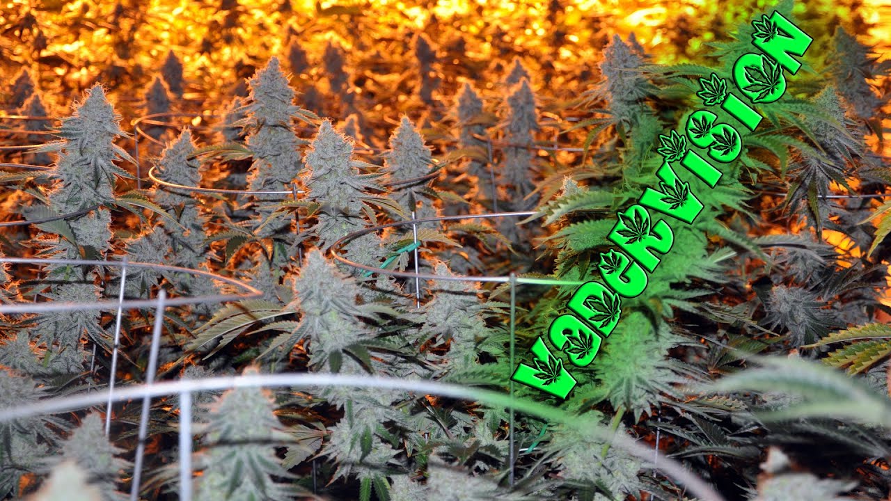 How to get my Job? Can you PreSex From Seed? AMA Time