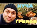 Нашёл фламмулиновое место. Зимние грибы.