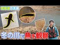 どんな魚がいる！？びわ博のお魚博士が琵琶湖下流域で冬の生き物調査！ Investigating the lower reaches of a Lake Biwa river in winter.