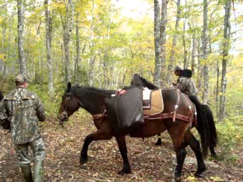 moose hunting with horses in Meat Cove Cape Breton - YouTube