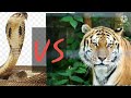 Small tiger vs biggest snakeplease complete 18k subscribeshorts trending tigeryoutubeshorts