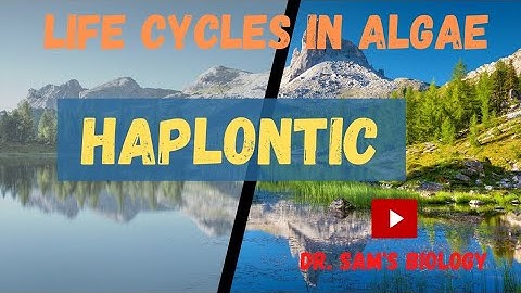 Life Cycles in Algae part-1 (Haplontic)