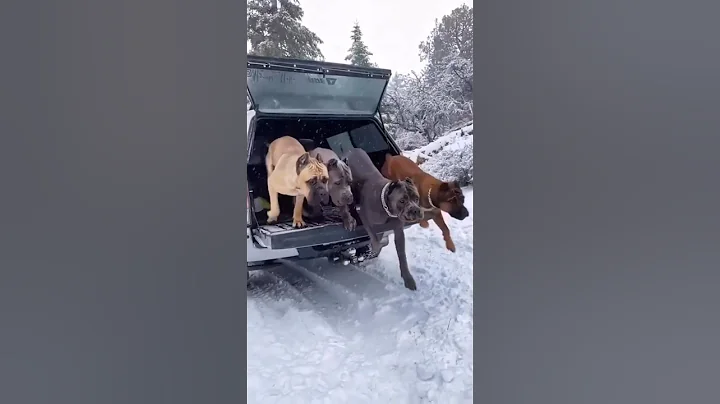 Top 10 Dogs With the Strongest Bite Force (Part 2)