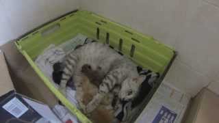 Amazing! Street Cat Adopts 3 Abandoned Kittens  Our Malaysian Hero Cat