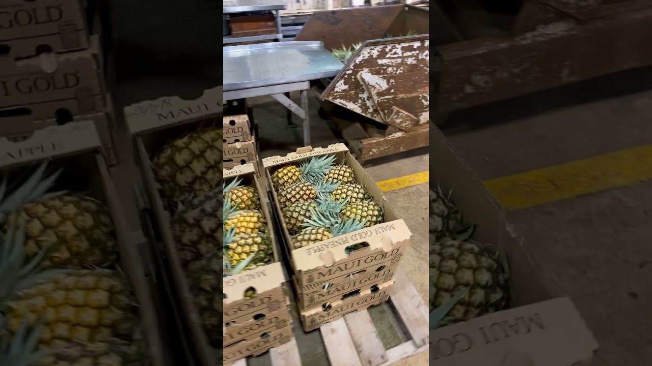 Factory Tour of Maui Gold Pineapple Plantation Shorts YouTube