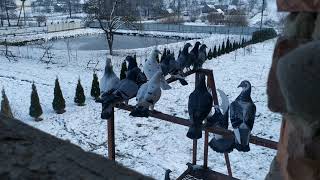 Голуби, зимові тренування