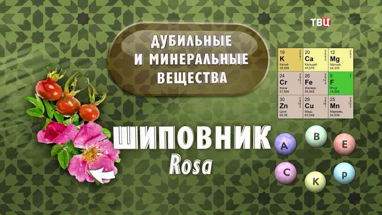 Шиповник для почек