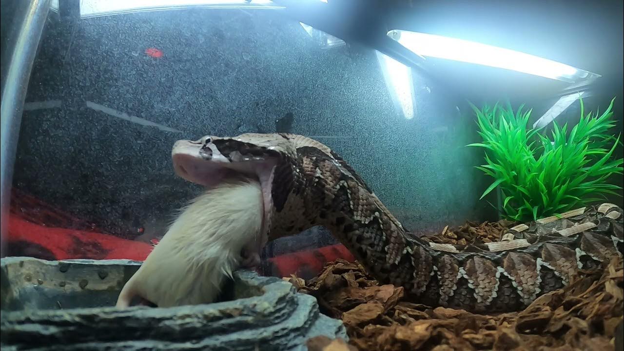 Fastest Striking Snake In Existence Hybrid Gaboon Viper Strike fastest-striking-snake-in-existence-hybrid-gaboon-viper-strike