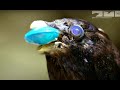 Young Male Bower Birds Pretend To Be Female To Steal From Robotic Spy Bird!