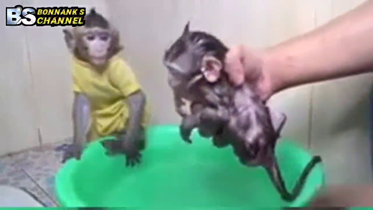 Ibu dan bayi monyet mandi air hangat  YouTube