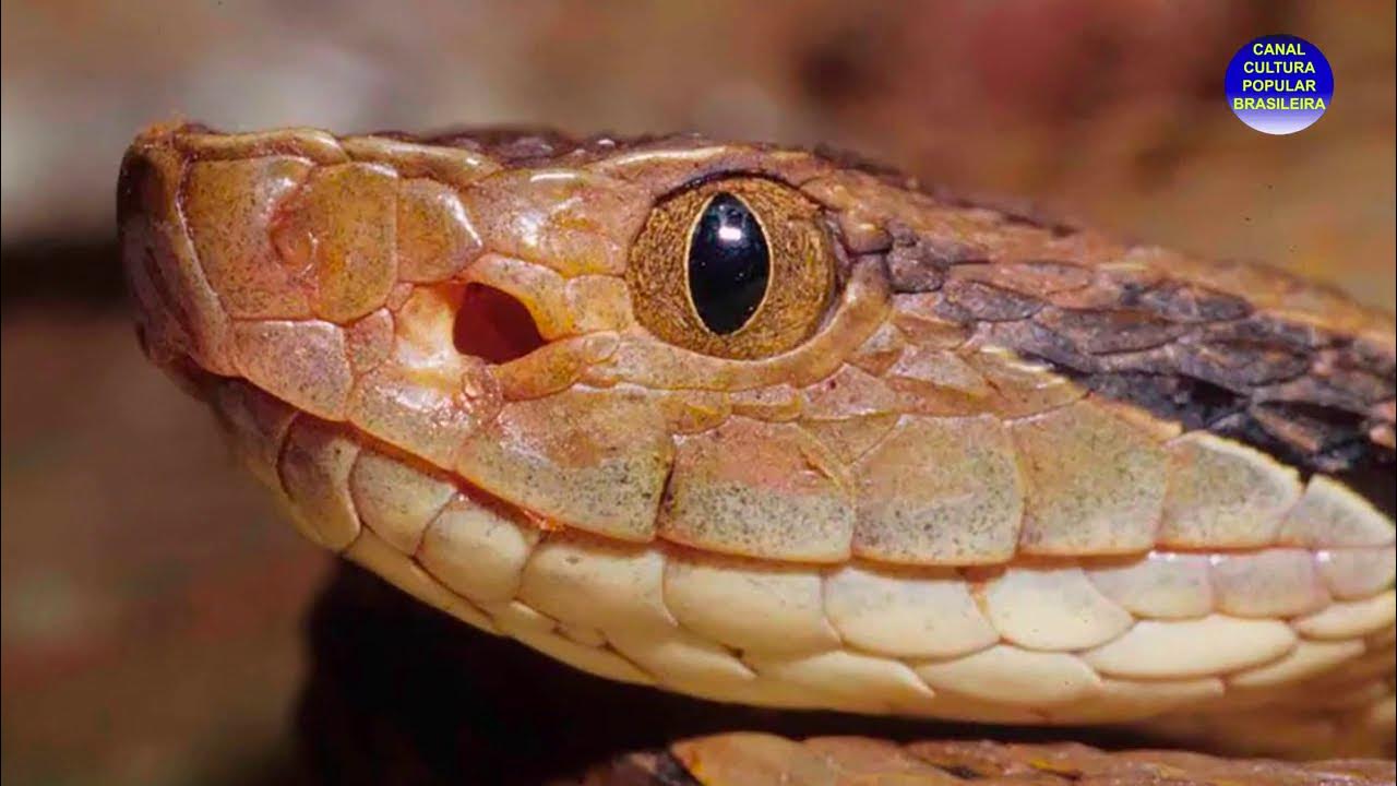 BOTHROPS Jararaca