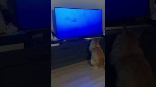 Мейнкун смотрит телевизор