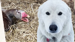 An Angry Goose Stole My Poor Dog’s House (Peace Was Never an Option)