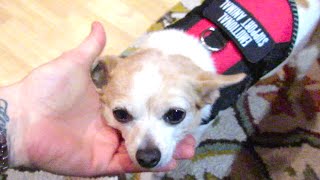 ELVIS BECOMES A SERVICE PET!!! (260)