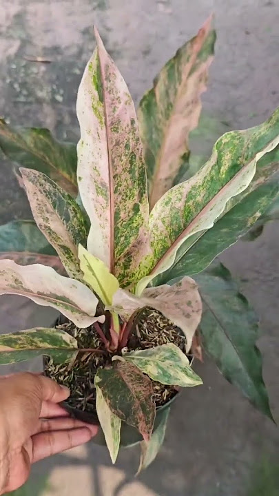 Antorium Hokeri pink#plants #garden#green#nature #housplants#tanamahias #orchids#aroids#antorium