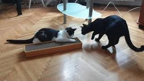 Cats try catnip for the very first time