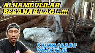 CARA MEMBANTU KAMBING BERANAK