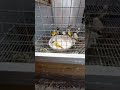 تجمع طيور الحسون أثناء الدوش داخل السلاكة