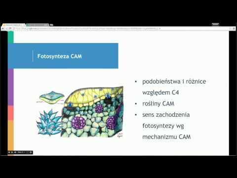 Darmowe Korepetycje z Biologii, spotkanie 4: Fotosynteza