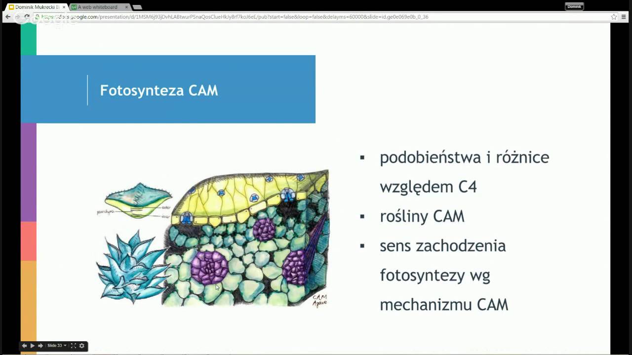 Darmowe Korepetycje z Biologii, spotkanie 4: Fotosynteza — Transcript