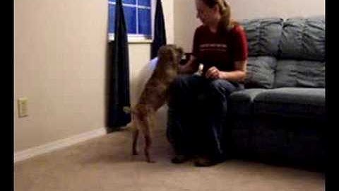 Tycho - adding a verbal cue, session 2