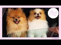Difference between my male and female pomeranians