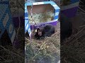 RABBIT EATING FOOD sub for sub gather here I will subscribe to your channel if you sub to mine #sub4