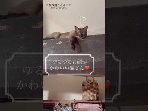 ゆるゆるお顔でくつろぐ猫さんがかわいすぎる♡ #猫のいる暮らし #cat #short