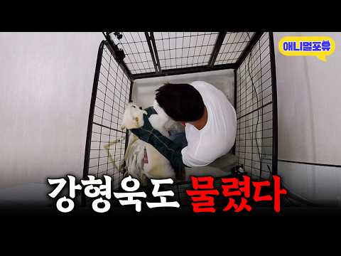 [레전드 풀버전] 강형욱도 무서워하지 않는 역대급 입질견 등장ㄷㄷㅣKBS 개는 훌륭하다 200921 방송