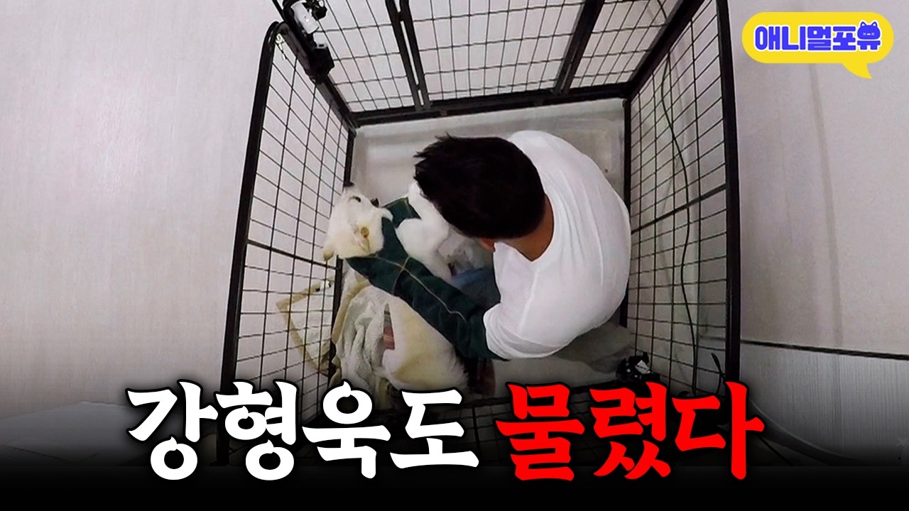 [레전드 풀버전] 강형욱도 무서워하지 않는 역대급 입질견 등장ㄷㄷㅣKBS 개는 훌륭하다 200921 방송