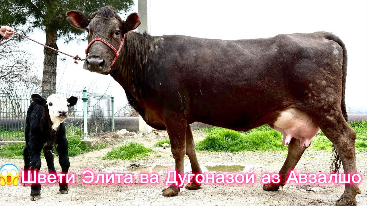 Шок Авзалшо Рекорда зад😱 Дугоник ва Шветский Пароди Элита Гусола Сментал инхелаш бори Аввал