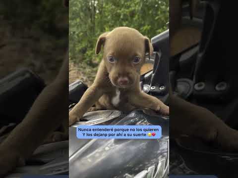 Porque hay Personas tan Crueles que hacen esto?? 😭 #shorts